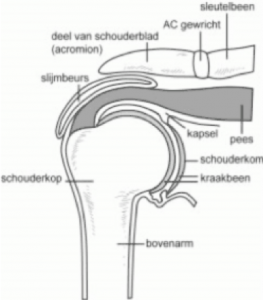 Fysio-wb schouderbehandeling - fysiotherapie